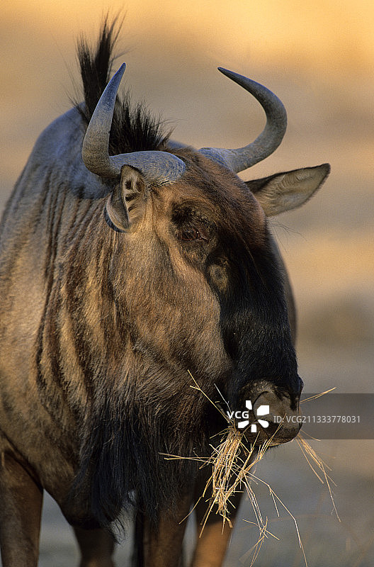 卡拉哈里跨国公园吃草的蓝角马图片素材