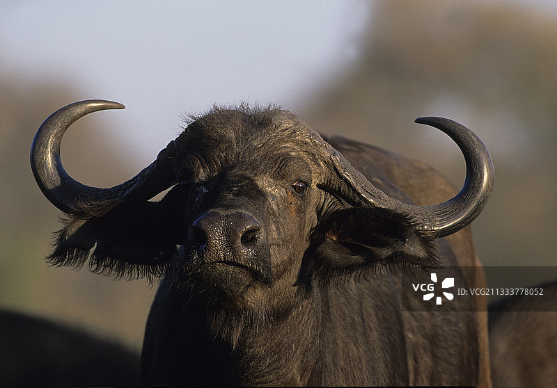 克鲁格国家公园RSA的非洲水牛凝视图片素材