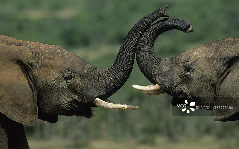 非洲象在阿多大象国家公园图片素材