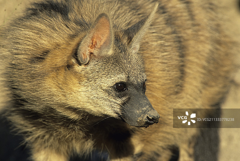 土狼，卡帕马禁猎区，南非图片素材