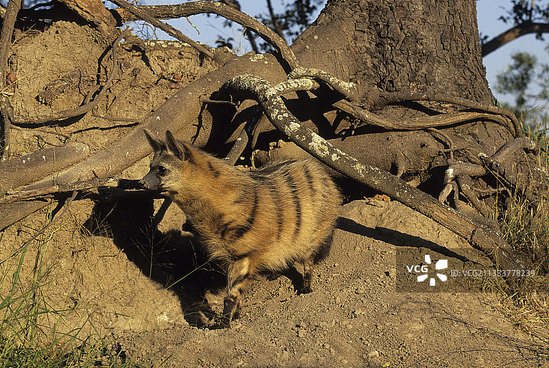 土狼，卡帕马禁猎区，南非图片素材