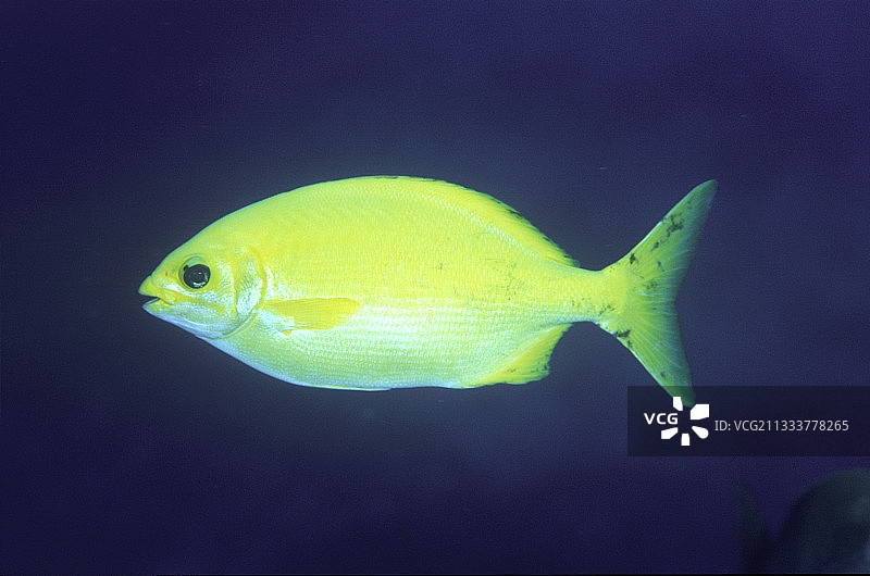 太平洋皮特凯恩群岛游动的灰色海鲢图片素材