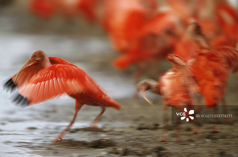 在委内瑞拉亚诺斯起飞的朱红䴉图片素材
