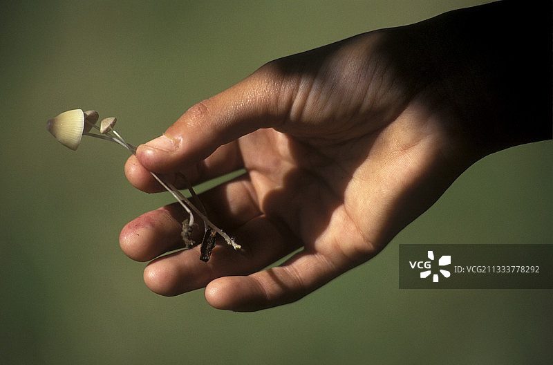 手持魔法蘑菇图片素材