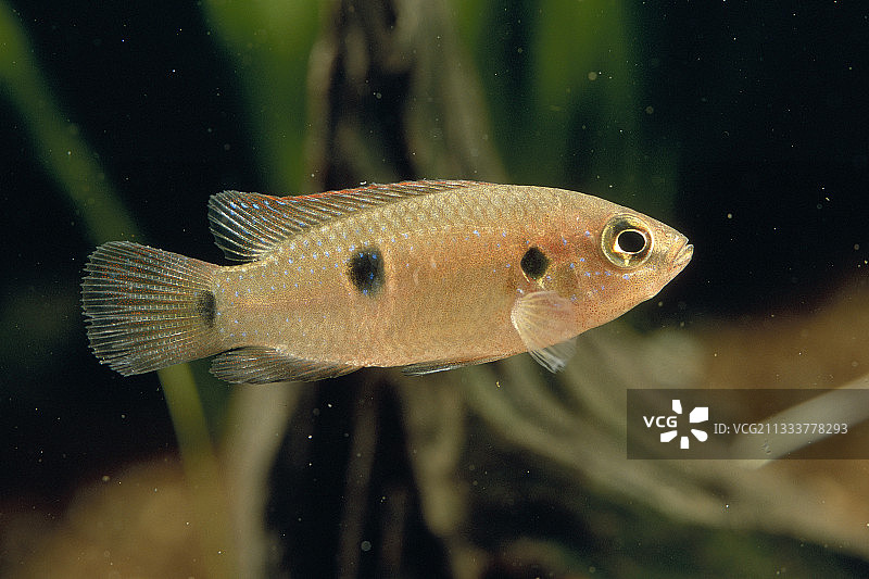 水族箱里的宝石鱼图片素材