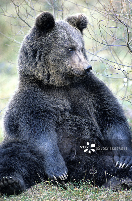 栖息在欧洲的幼年欧洲棕熊图片素材