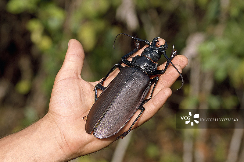 法属圭亚那泰坦甲虫图片素材