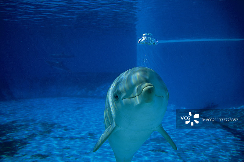 法国：海豚吹泡泡图片素材