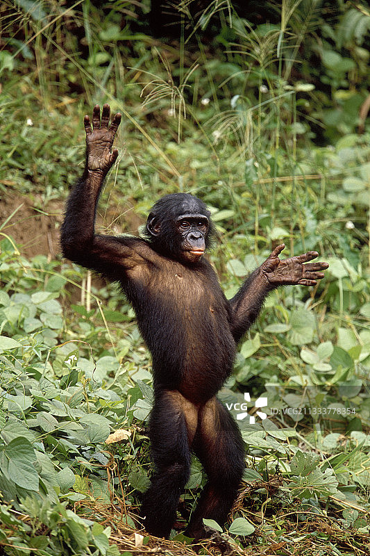 刚果民主共和国图片素材