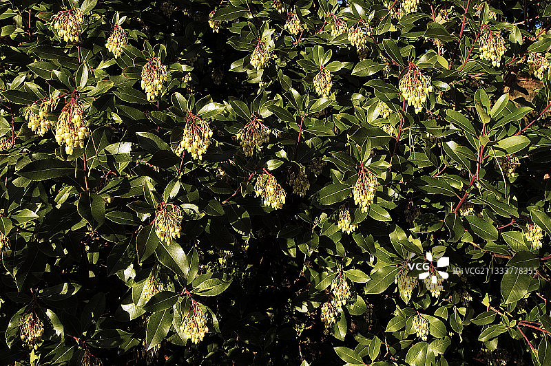 法国布列塔尼的草莓树图片素材