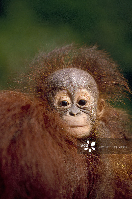 印尼加里曼丹丹戎普丁国家公园图片素材