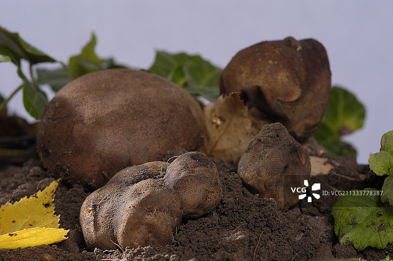 地球仪图片素材