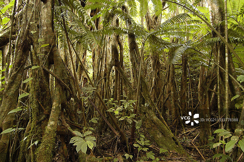 维提岛群岛图片素材