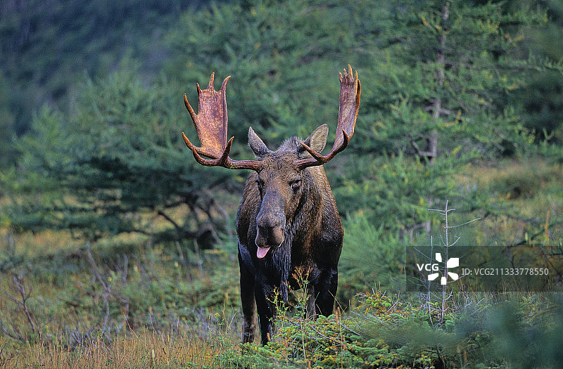 发情期的公麋鹿闻到了加拿大母鹿的气味图片素材