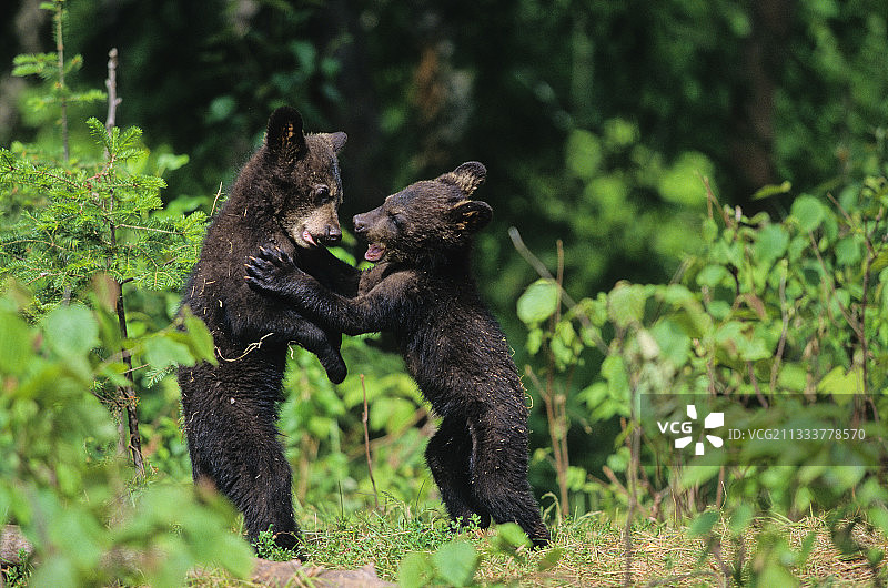 在加拿大安大略省玩耍的幼年黑熊图片素材