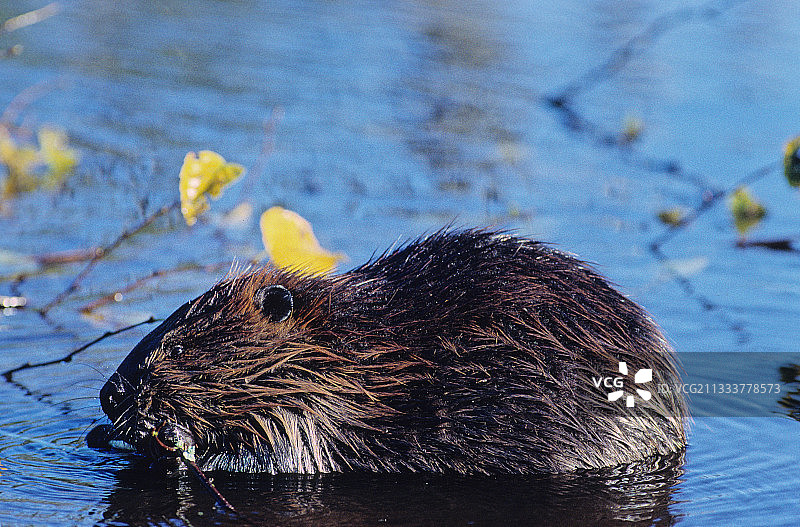 在加拿大魁北克水中吃东西的海狸图片素材