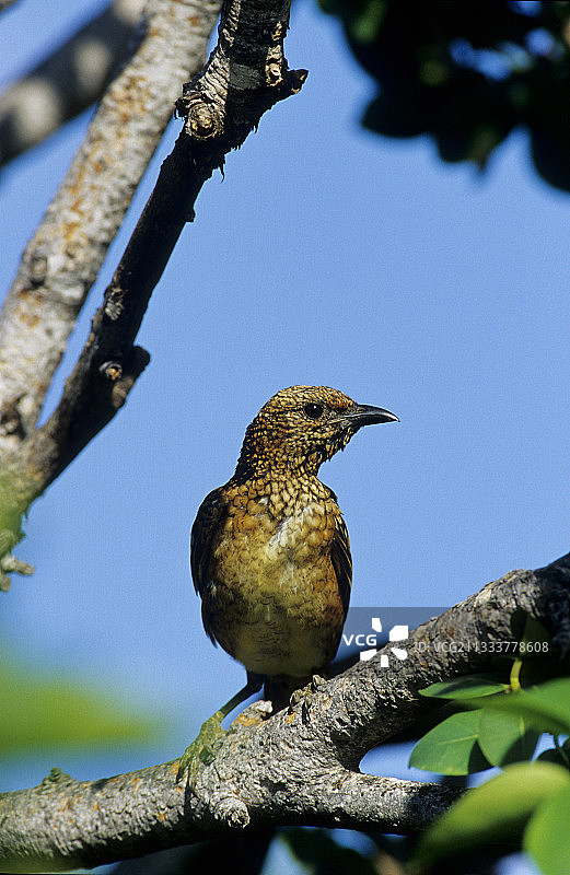 澳洲园丁鸟（凯普山脉国家公园，澳大利亚）图片素材