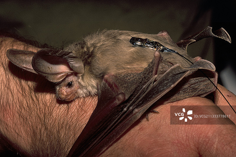 沙特阿拉伯塔伊夫科学中心的报道图片素材