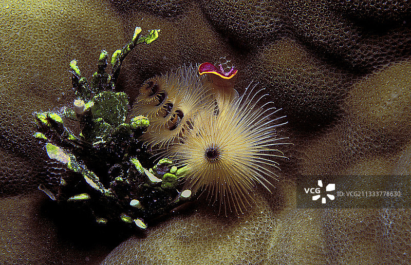 管虫，图阿莫图群岛，法属波利尼西亚图片素材