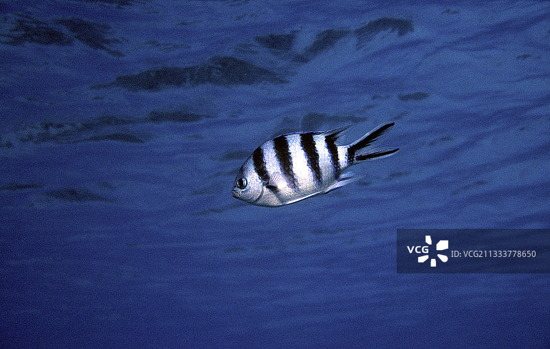 丝尾军曹鱼，图阿莫图群岛，法属波利尼西亚图片素材