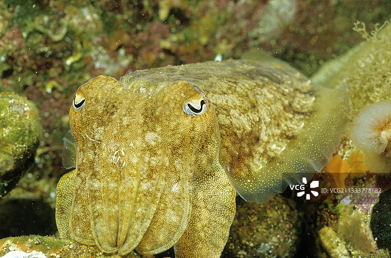 法国布列塔尼的普通乌贼图片素材
