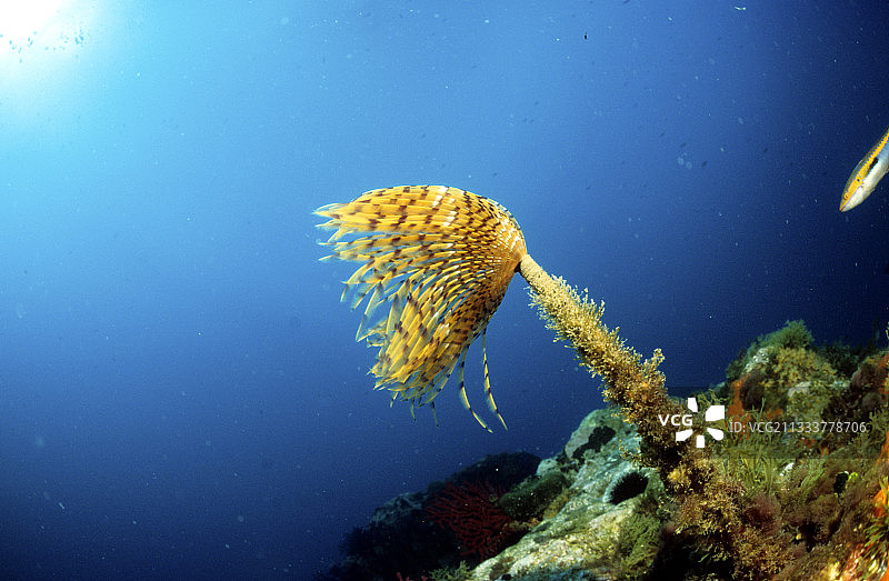 地中海管栖蠕虫图片素材