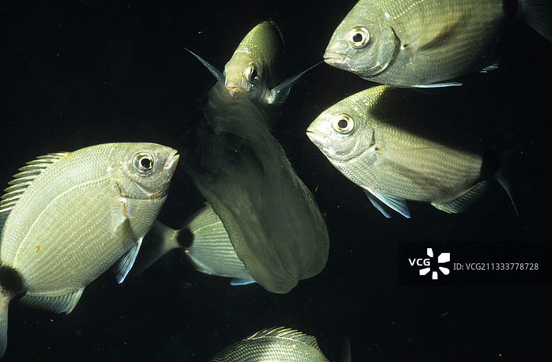地中海鲷鱼食用栉水母图片素材