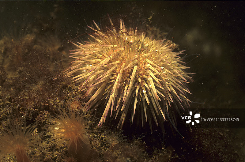 荷兰西兰岛的海胆图片素材