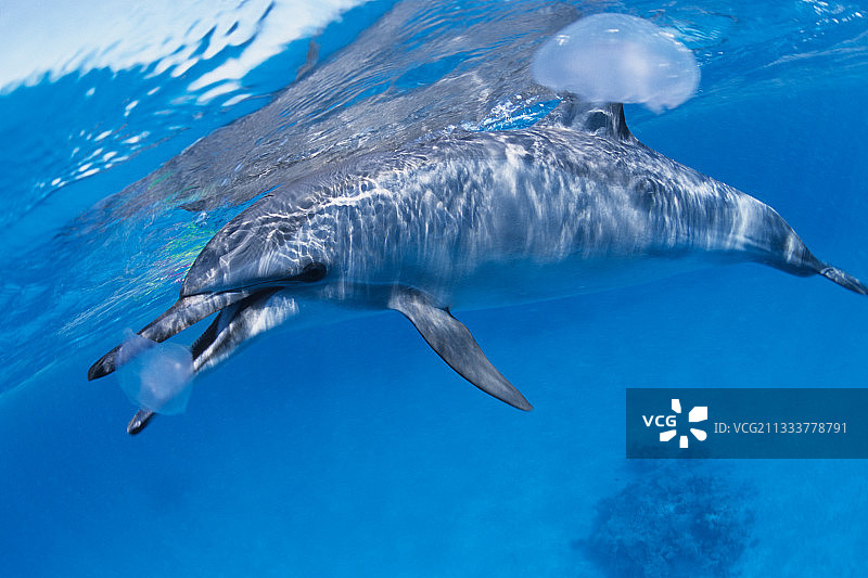 NP Raz Samada图片素材