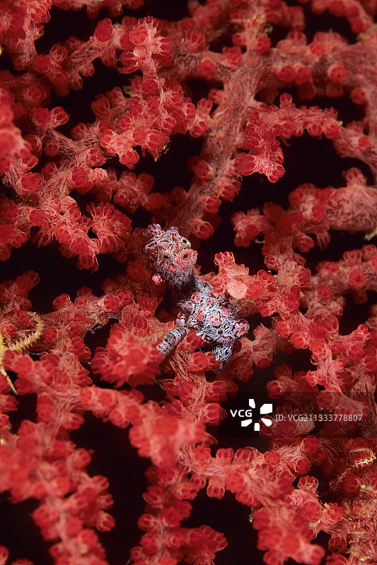 印度尼西亚苏拉威西岛柳珊瑚上的豆丁海马图片素材