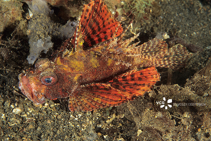 印度尼西亚万鸦老的蝎子鱼图片素材