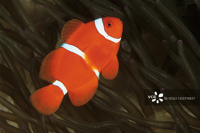 印度尼西亚布纳肯岛苏拉威西岛的小丑鱼图片素材