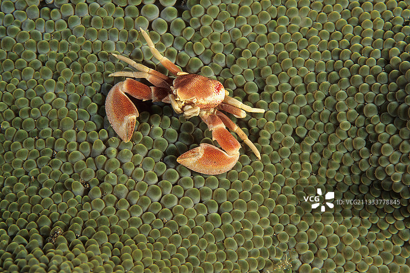 印度尼西亚布纳肯岛的海葵蟹图片素材