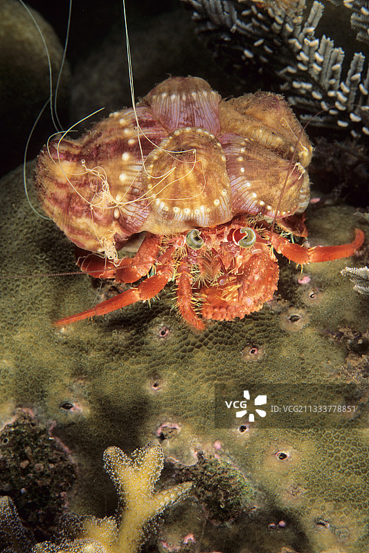 马纳多苏拉威西海葵蟹图片素材