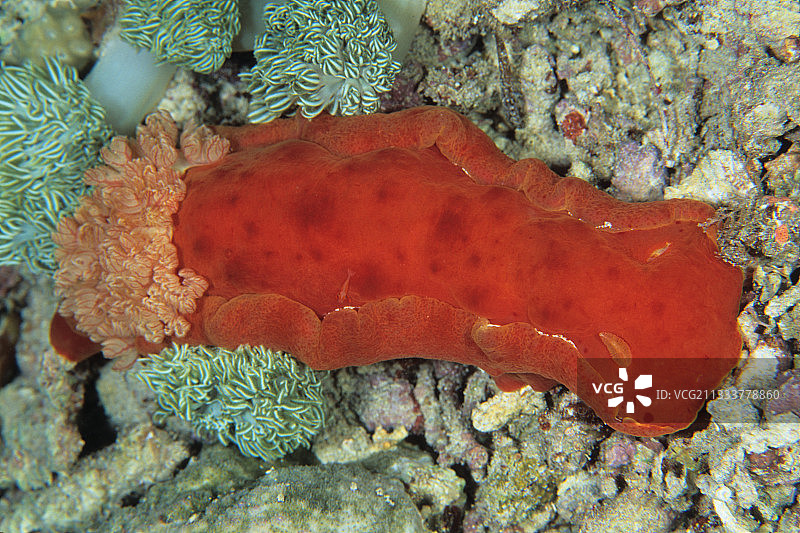 西达伦苏拉威西岛的西班牙舞者图片素材