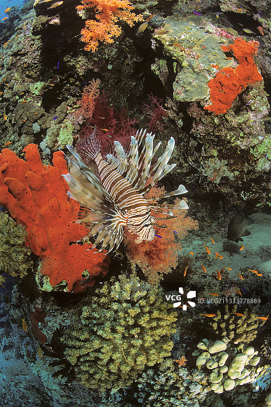 红海埃及的狮子鱼图片素材