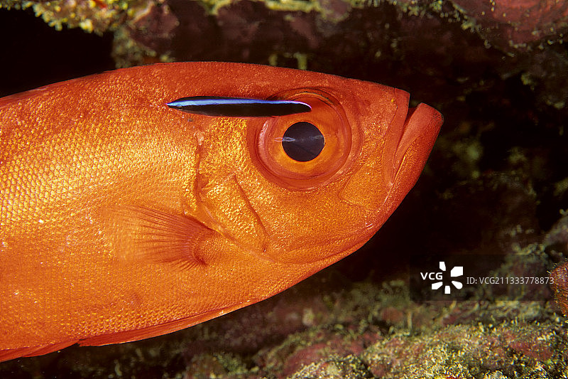 红海埃及的 soldierfish 和清洁鱼图片素材