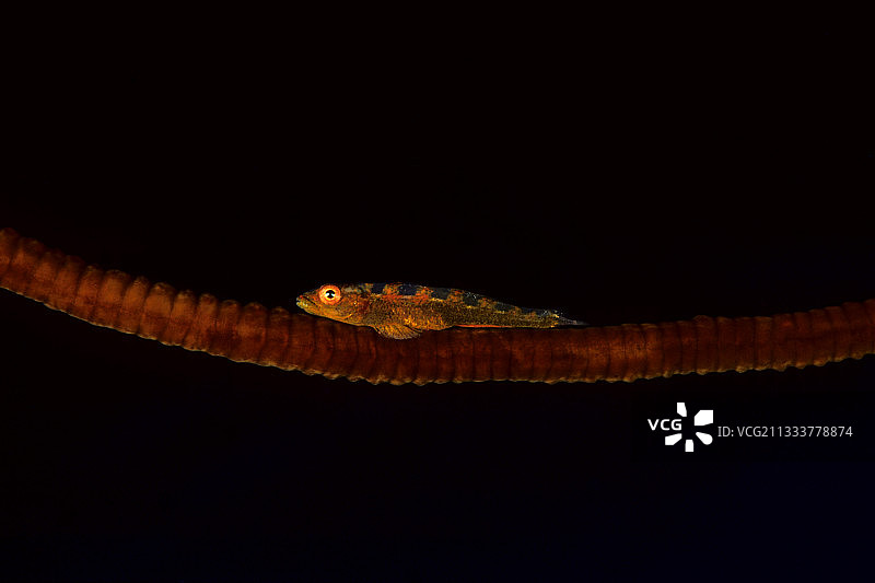 埃及红海的黑珊瑚上的珊瑚鰕虎鱼图片素材