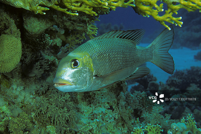 红海埃及大眼鲷图片素材