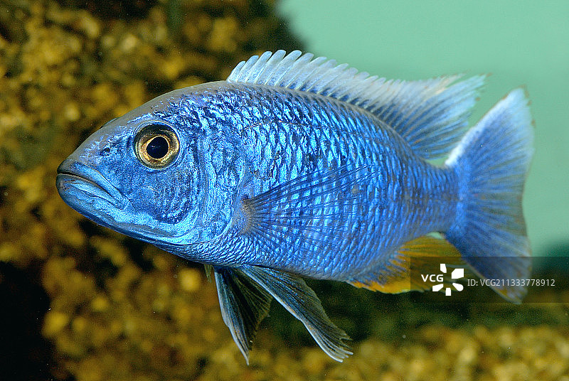 用于调节水族箱内数量的幼鱼图片素材
