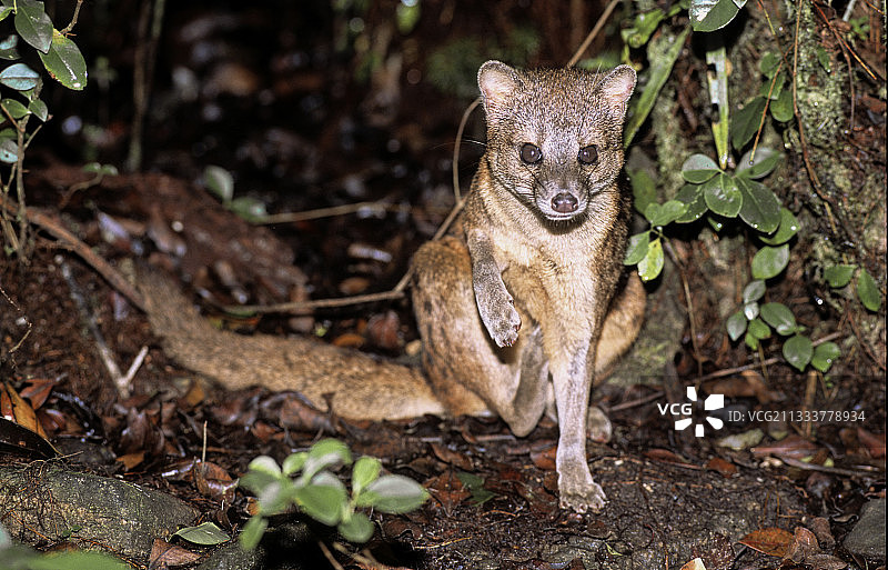 马岛长尾狸猫，马达加斯加图片素材