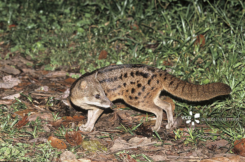 马岛灵猫，马达加斯加拉诺马法纳国家公园图片素材