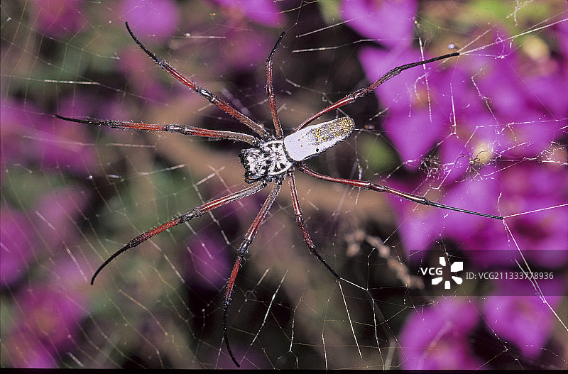 马达加斯加的雌蜘蛛和腿间的小雄蜘蛛图片素材