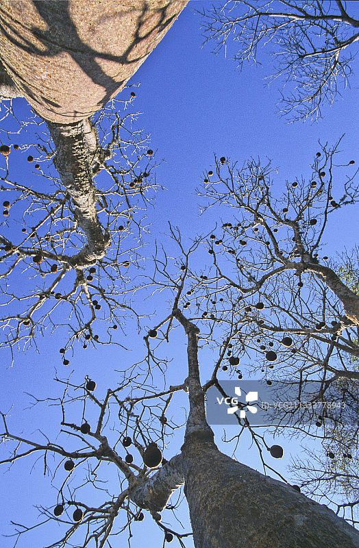 马达加斯加猴面包树低角度拍摄图片素材