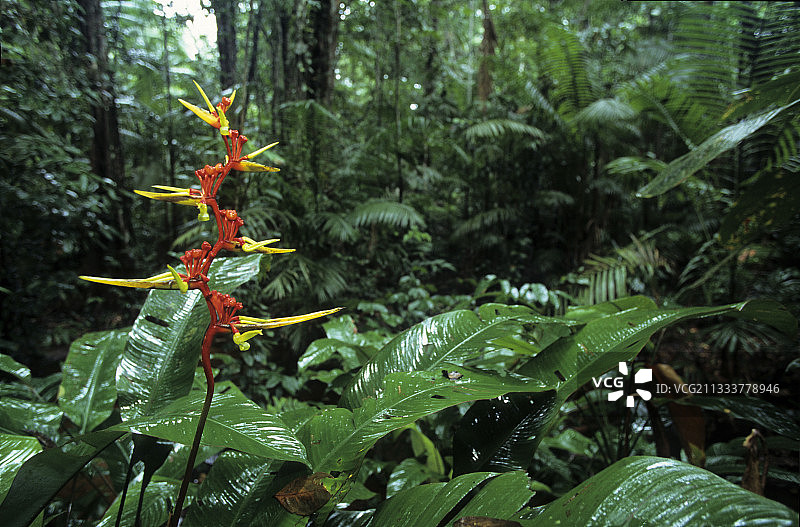 苏里南热带雨林中的单株赫蕉花图片素材