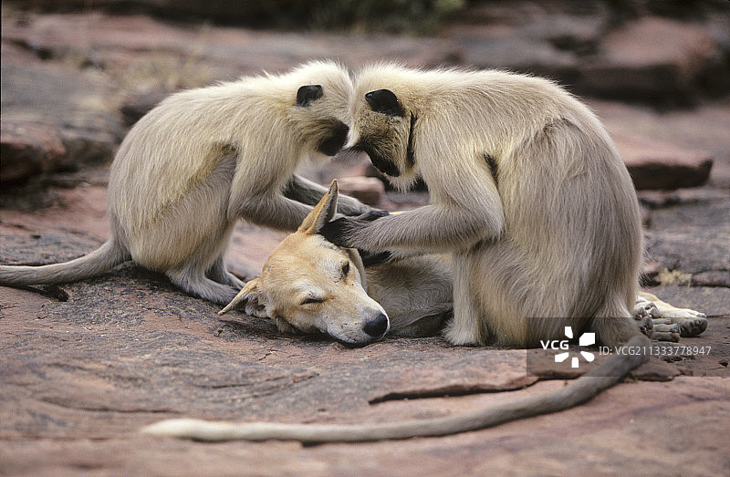 哈奴曼叶猴为族群中收养的狗梳理毛发图片素材