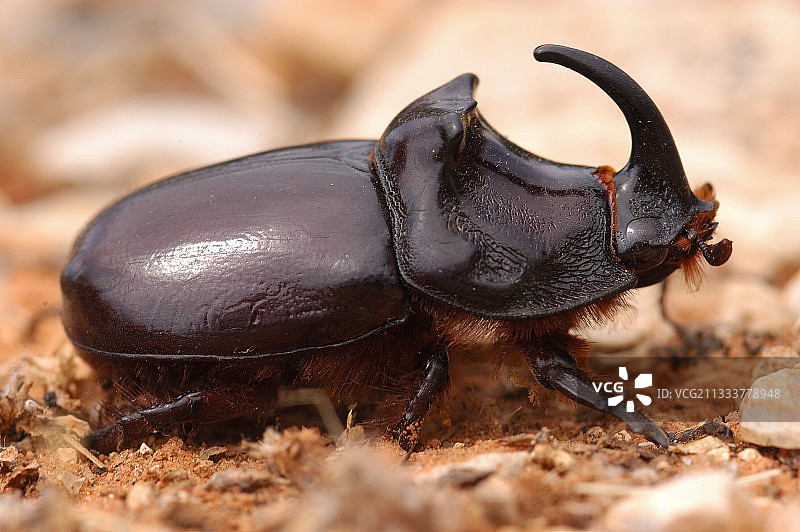 欧洲犀金龟，法国普罗旺斯图片素材