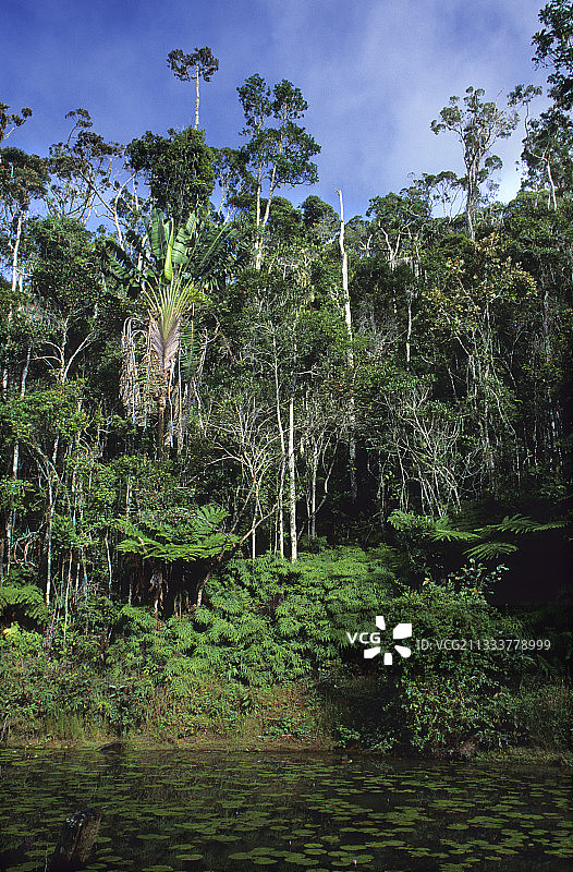 旅行者之树，马达加斯加佩里内自然保护区图片素材