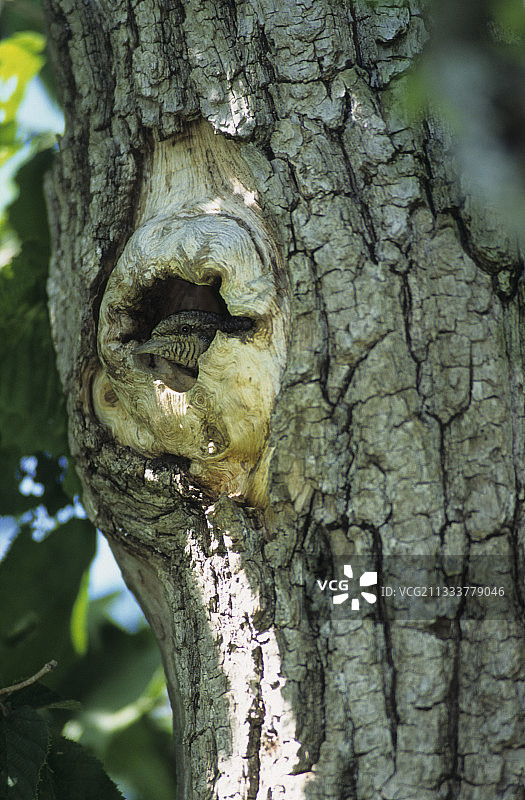 法国的䴉雀巢图片素材