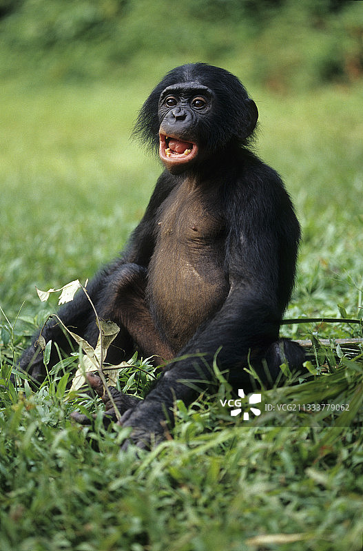 倭黑猩猩保护区图片素材